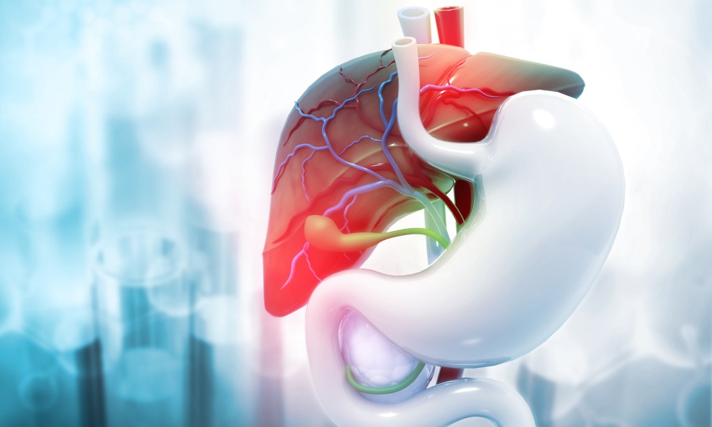 Gallbladder and liver