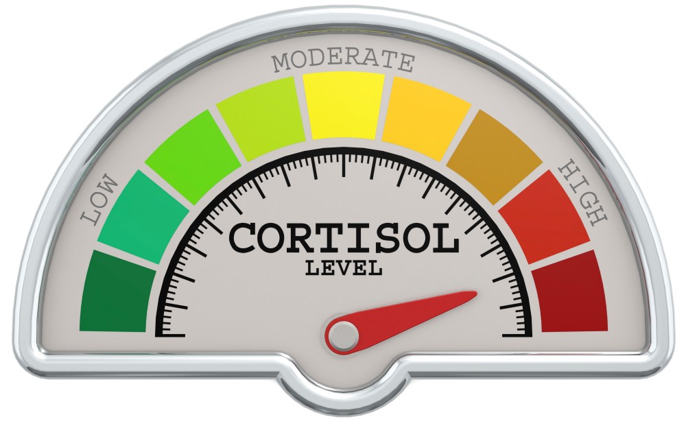 Does Cortisol Cause Weight Gain?