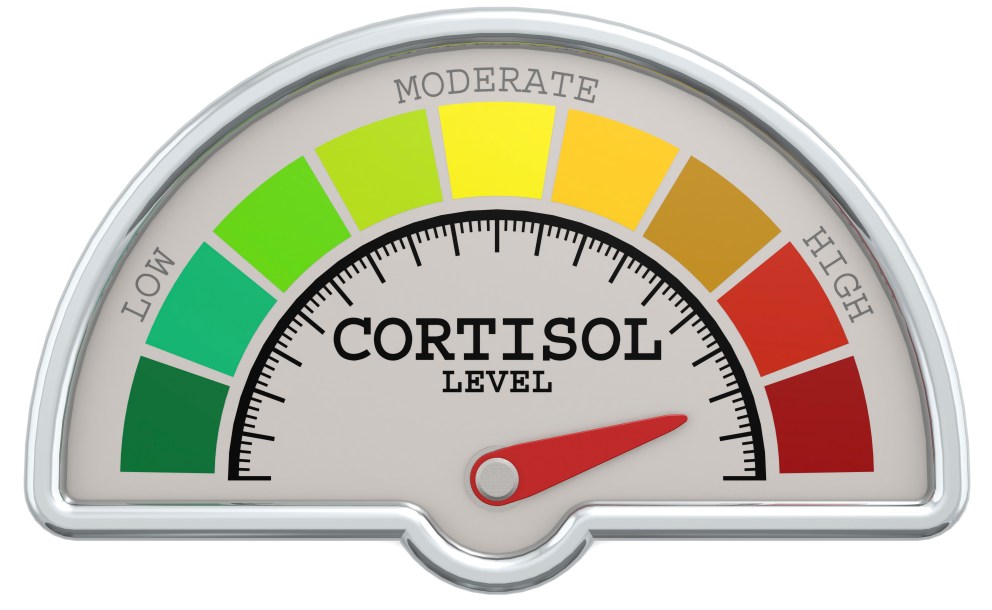 Does Cortisol Cause Weight Gain?