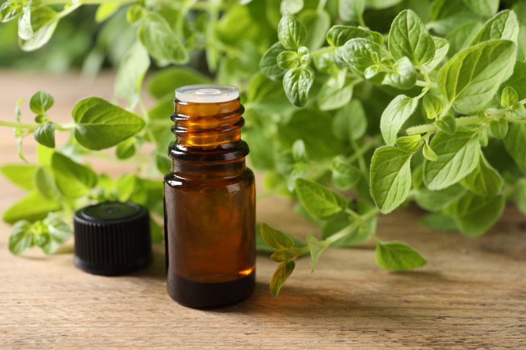 Oregano oil