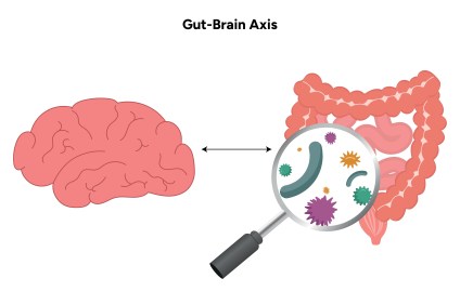 What Is the Gut-Brain Connection?