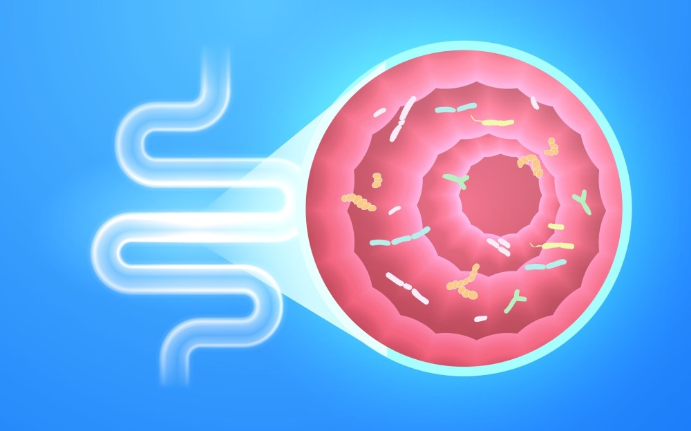 Gut Microbiome Explained: Everything You Need to Know