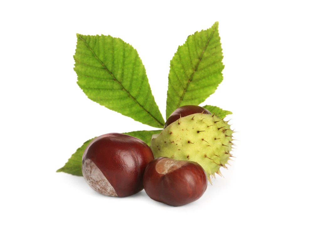 Horse chestnuts