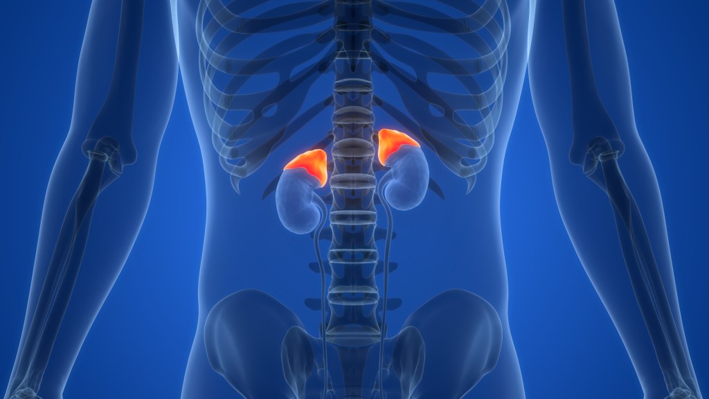 Adrenal gland illustration