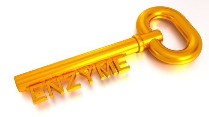 What Are Digestive Enzymes and Why Are They Important?