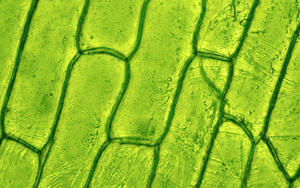 Chlorophyll: Benefits for a Healthy Gut